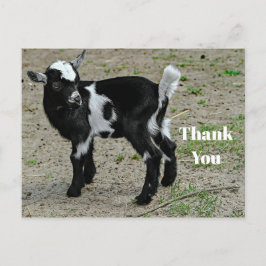 Postal Foto Adorable de Cabrito Negro y Blanco Gracias