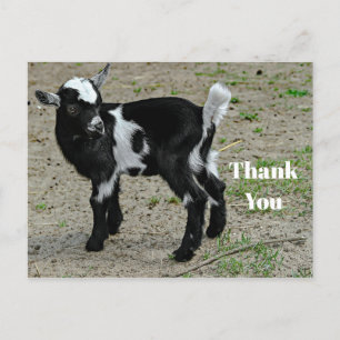 Postal Foto Adorable de Cabrito Negro y Blanco Gracias