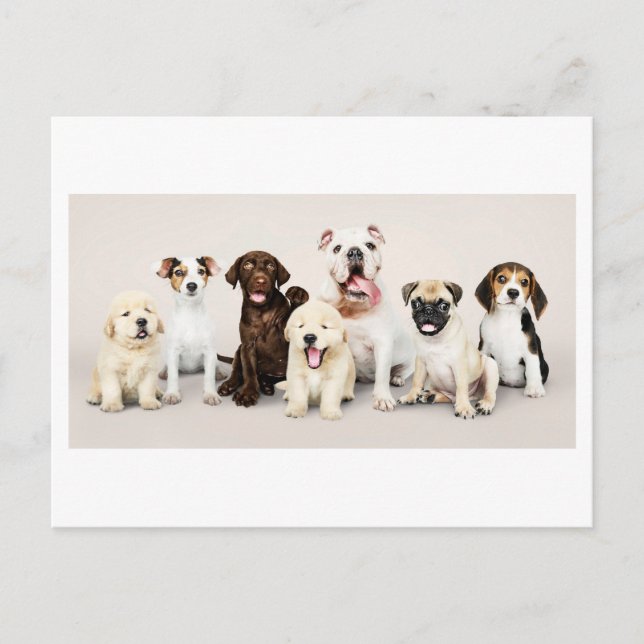 Postal Foto Adorable de Cachorros Cubiertos (Anverso)
