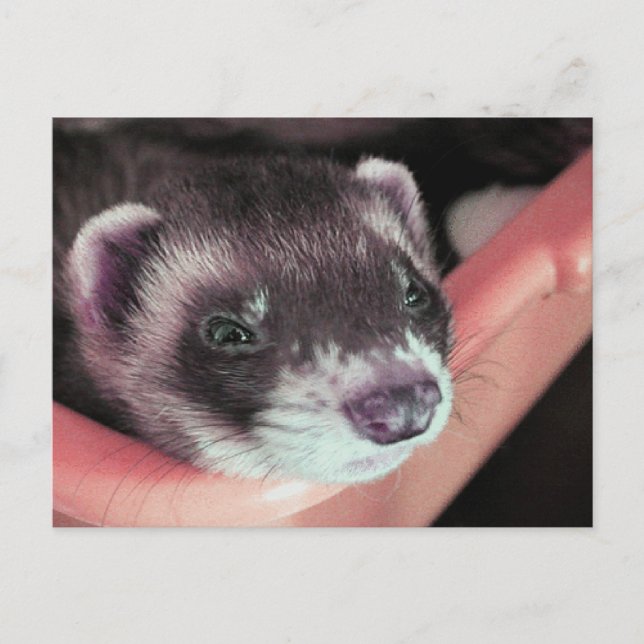 Postal Foto Adorable Sable Ferret (Anverso)