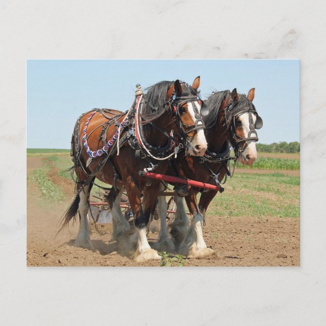 Postal Foto agrícola de Horse Clydesdale (Anverso)