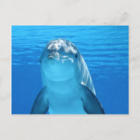 Foto amistosa de delfines