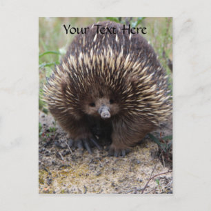 Postal Foto animal australiana de Echidna Cute
