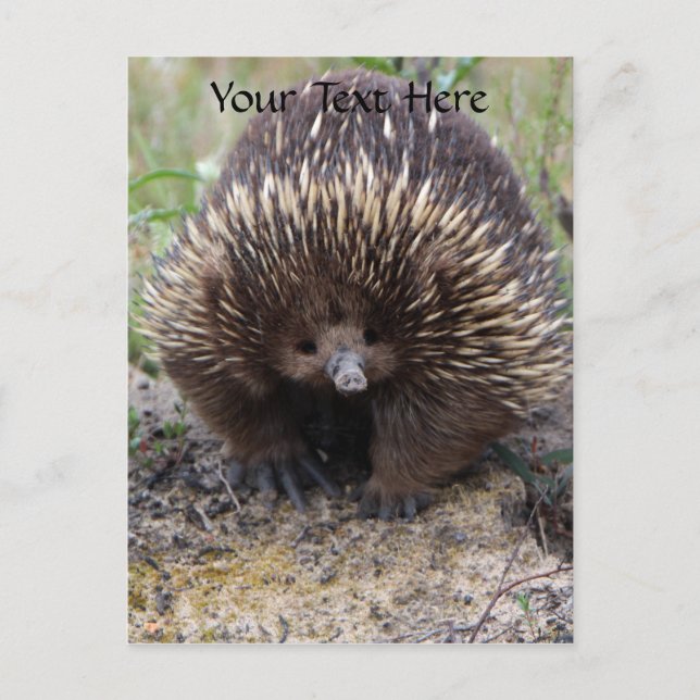 Postal Foto animal australiana de Echidna Cute (Anverso)