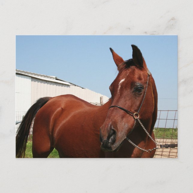 Postal Foto árabe-75 (Anverso)