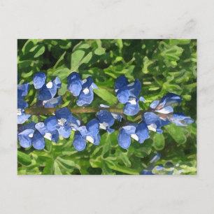 Postal Foto artística de Texas Bluebonnet