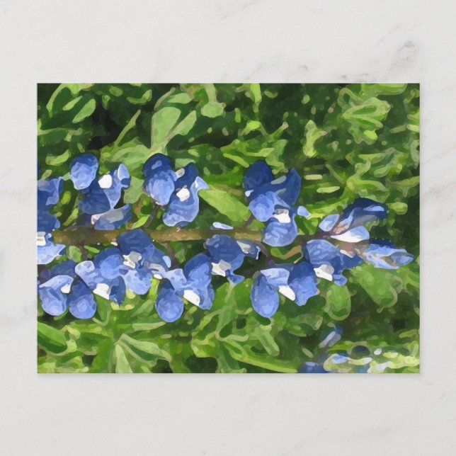 Postal Foto artística de Texas Bluebonnet (Anverso)