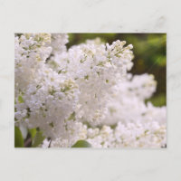 Foto blanca bonita de las lilas