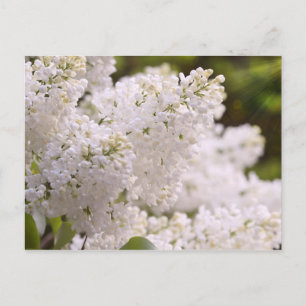 Postal Foto blanca bonita de las lilas