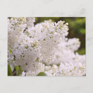 Postal Foto blanca bonita de las lilas