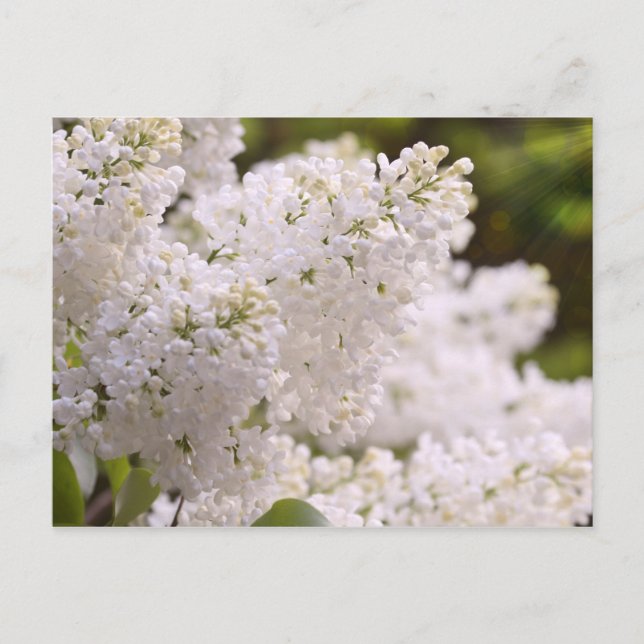 Postal Foto blanca bonita de las lilas (Anverso)