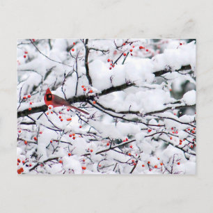 Postal Foto Cardinal del árbol de nieve