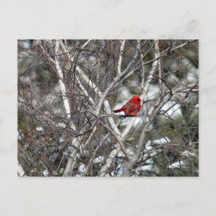 Postal Foto Cardinal Snow Birch Tree