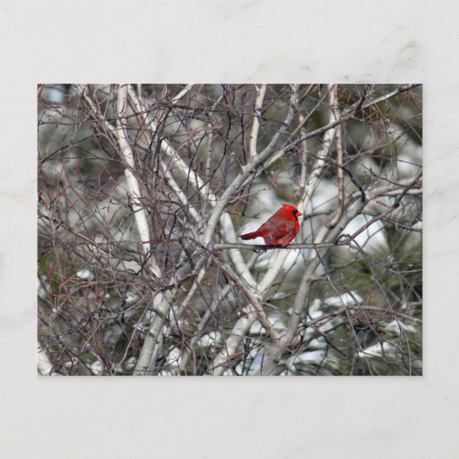 Postal Foto Cardinal Snow Birch Tree (Anverso)