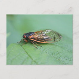 Postal Foto Cicada