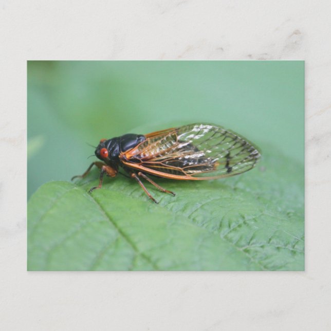 Postal Foto Cicada (Anverso)