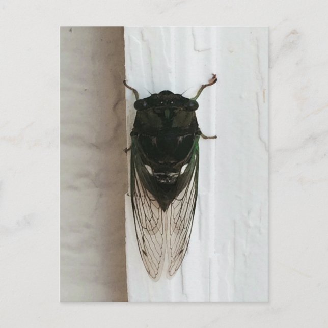 Postal Foto Cicada (Anverso)