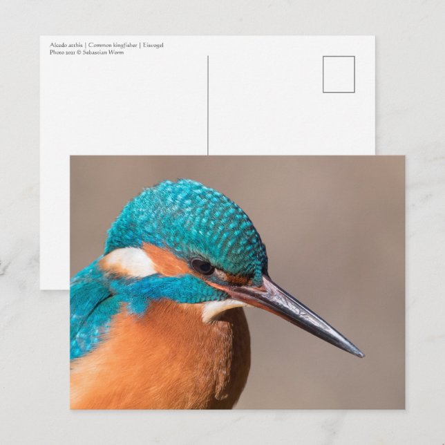 Postal Foto común de la naturaleza de Kingfisher (Anverso / Reverso)