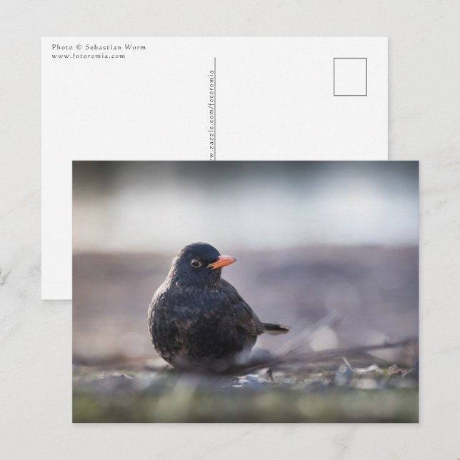 Postal Foto común de la naturaleza de las aves negras (Anverso / Reverso)