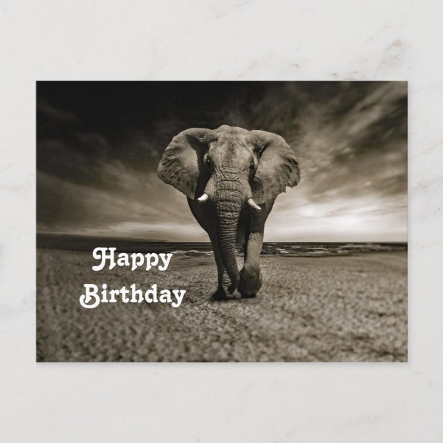 Postal Foto Cumpleaños Elefante Toro Salvaje (Anverso)