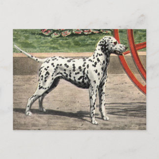 Postal Foto Dalmatiana de postcard-Vintage