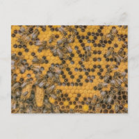 Foto de abeja 2 celdas de reina en peine de miel.