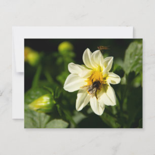 Postal Foto de abejorros y dahlia blanca