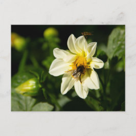 Postal Foto de abejorros y dahlia blanca