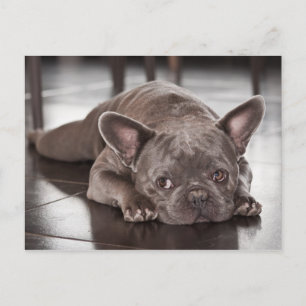Postal Foto de adorable bulldog francés