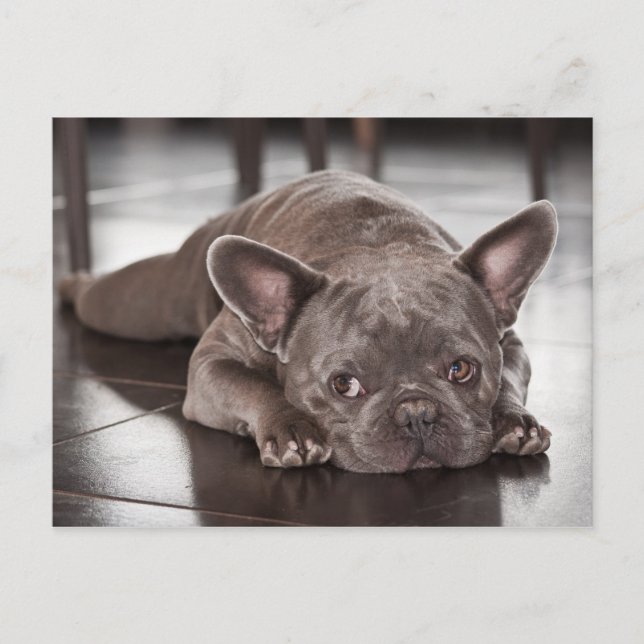 Postal Foto de adorable bulldog francés (Anverso)