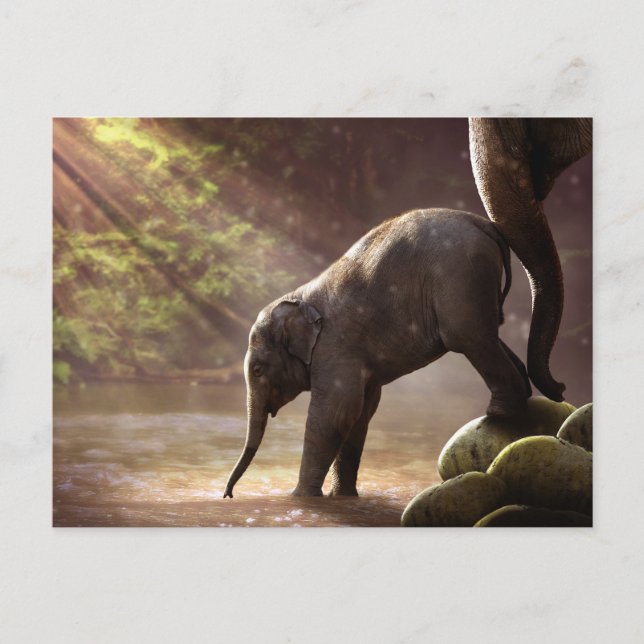 Postal Foto de agua potable para elefantes bebés (Anverso)