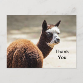 Postal Foto de alpaca marrón y blanco Gracias Animal