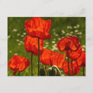 Postal Foto de amapolas brillantes en primer plano