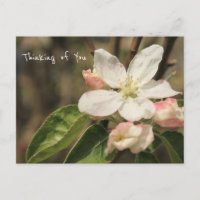 Foto de Apple Blossoms en el sol: "Pensando en ti"