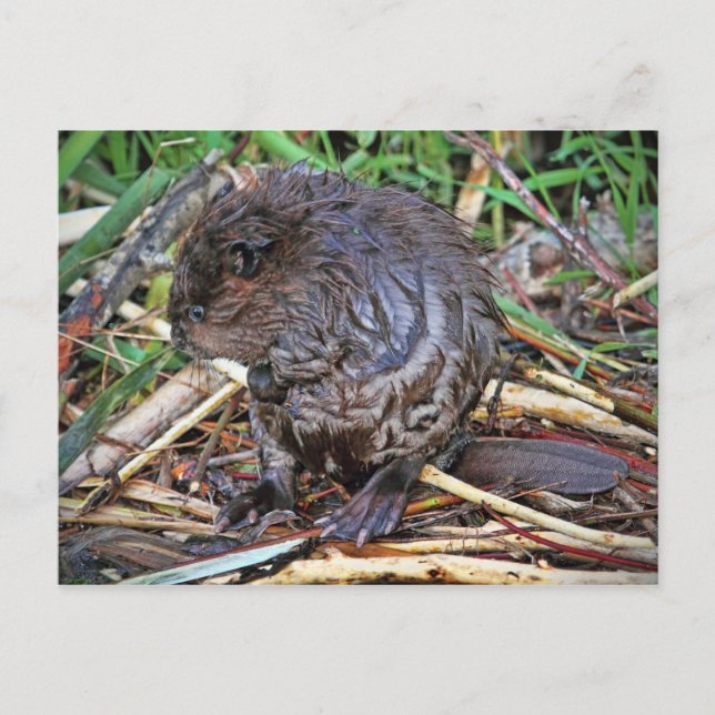 Postal Foto de Baby Beaver (Anverso)