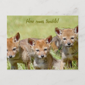 Postal Foto de Baby Coyotes