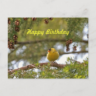 Postal Foto de Baby Goldfinch