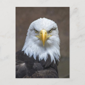 Postal Foto de Bald Eagle