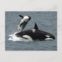 Postal Foto de ballena asesina de Alaska
