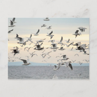 Postal Foto de bandada de gaviotas