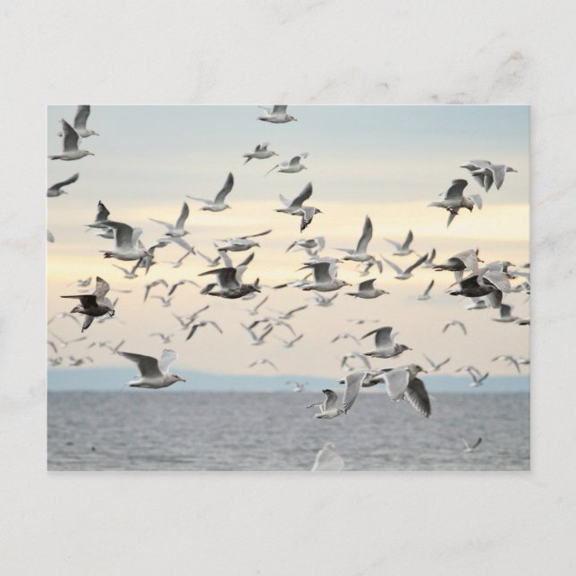 Postal Foto de bandada de gaviotas (Anverso)
