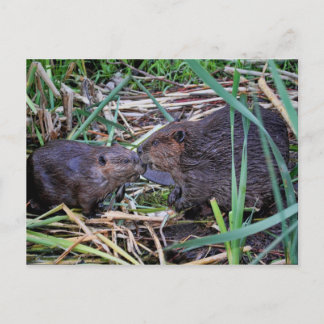 Postal Foto de Beavers Kissing
