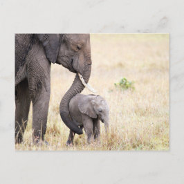 Postal Foto de bebé de elefante amada por la madre