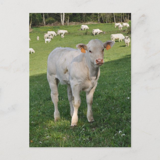 Postal Foto de becerro charolés blanco (Anverso)