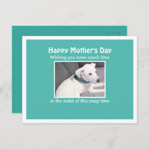 Postal Foto de bello perro blanco descansando en el sofá