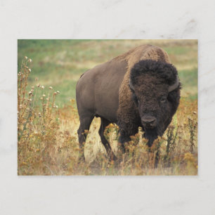 Postal Foto de Bison