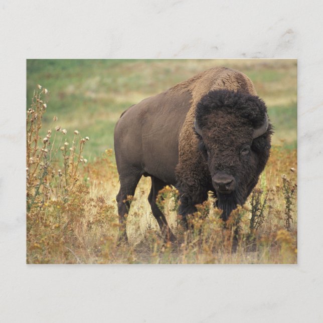 Postal Foto de bisonte (Anverso)