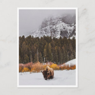 Postal Foto de Bisonte del Parque Nacional Yellowstone en