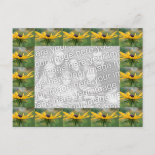Postal Foto de Black Eyed Susan Flowers
