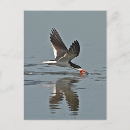 Postal Foto de Black Skimmer